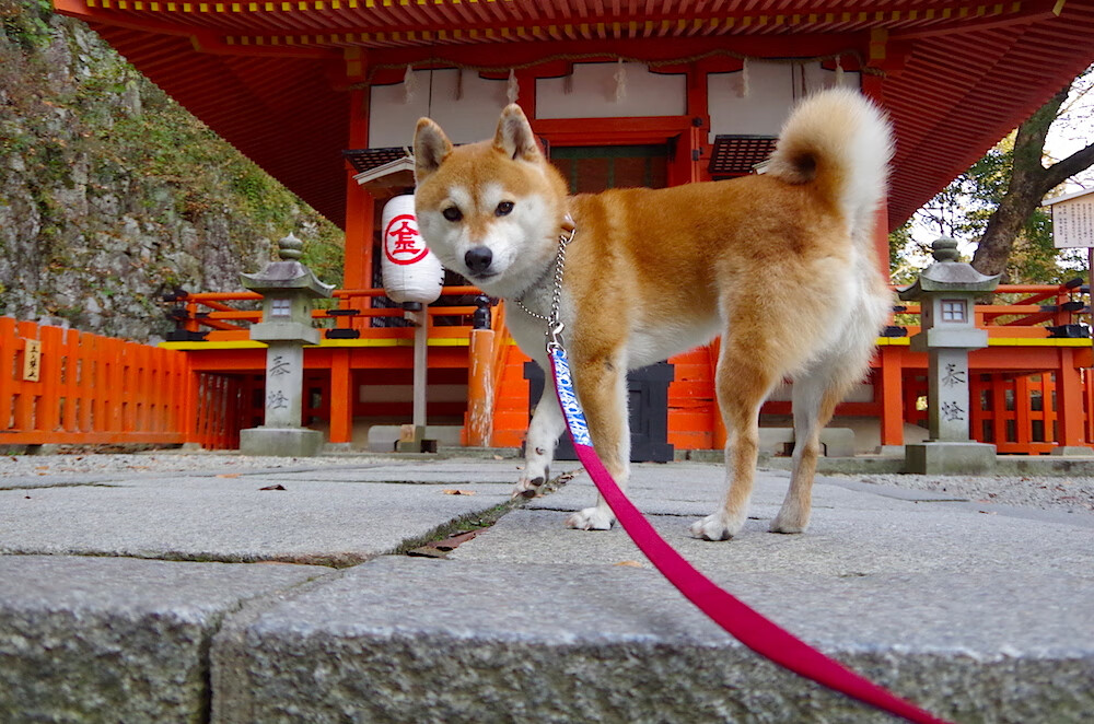 校园健身设施利用率提升对策研究,健身设施建设