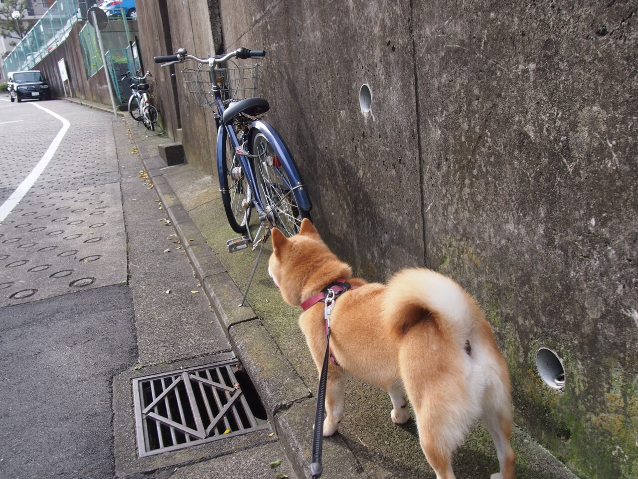 篮球运动员心理韧性培养及心理健康维护体系，篮球运动员心理韧性培养及心理健康维护体系是什么