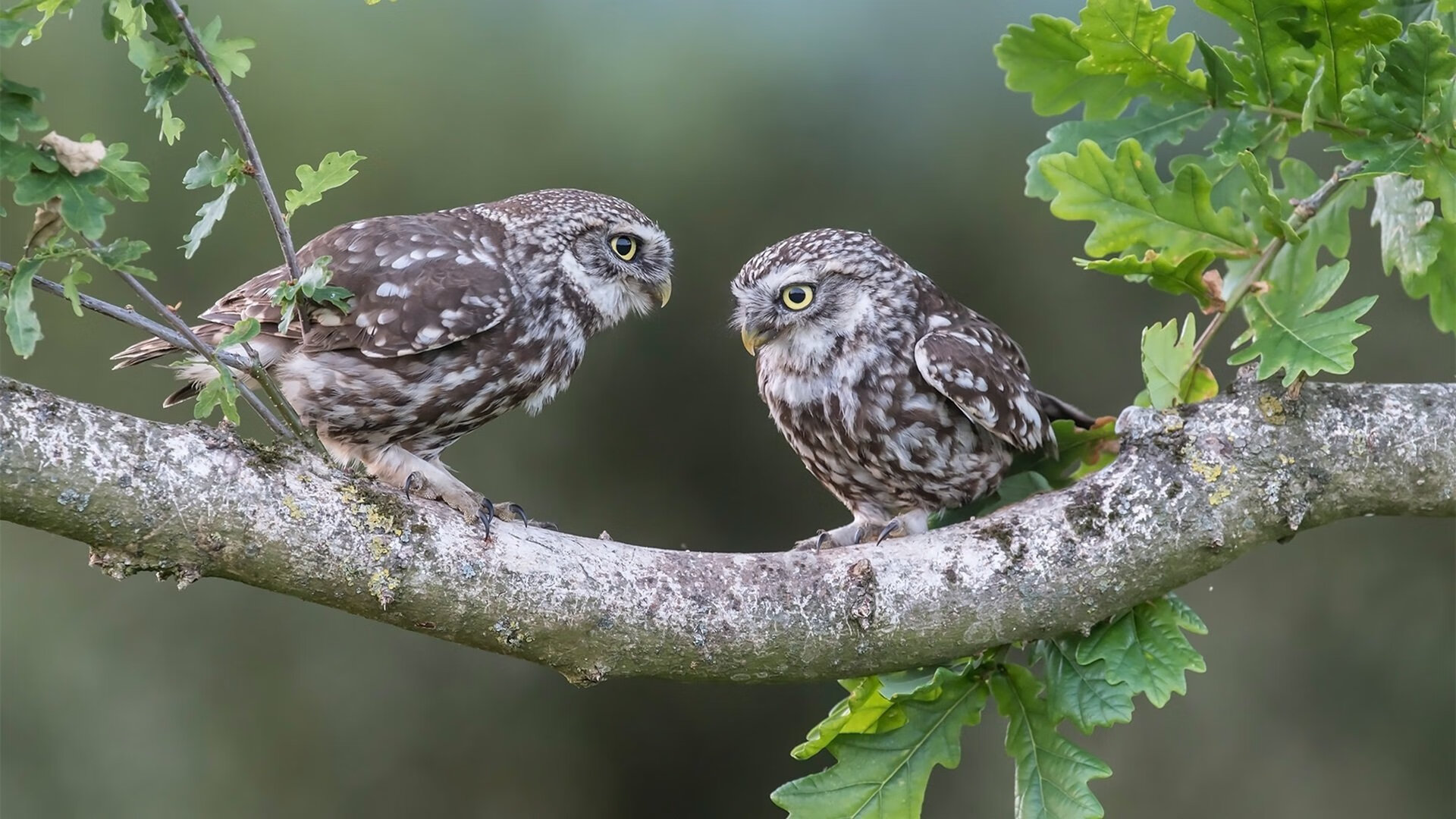 Cole Palmer决赛梅开二度引领胜利，总决赛梅奥