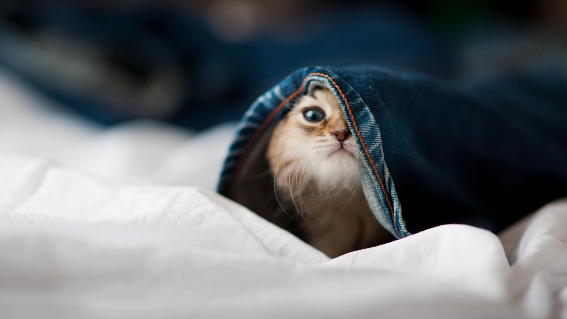 切尔西中路传导撕裂密集防线，切尔西传奇中锋