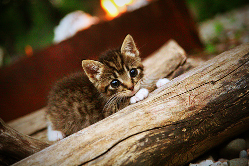 开云中国-世界杯血战到底：战术与勇气的完美融合，世界杯热血