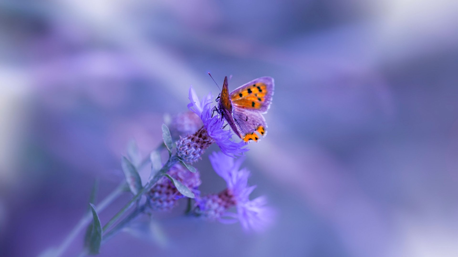 中国足球联赛俱乐部间竞争日益激烈，中国足球 俱乐部