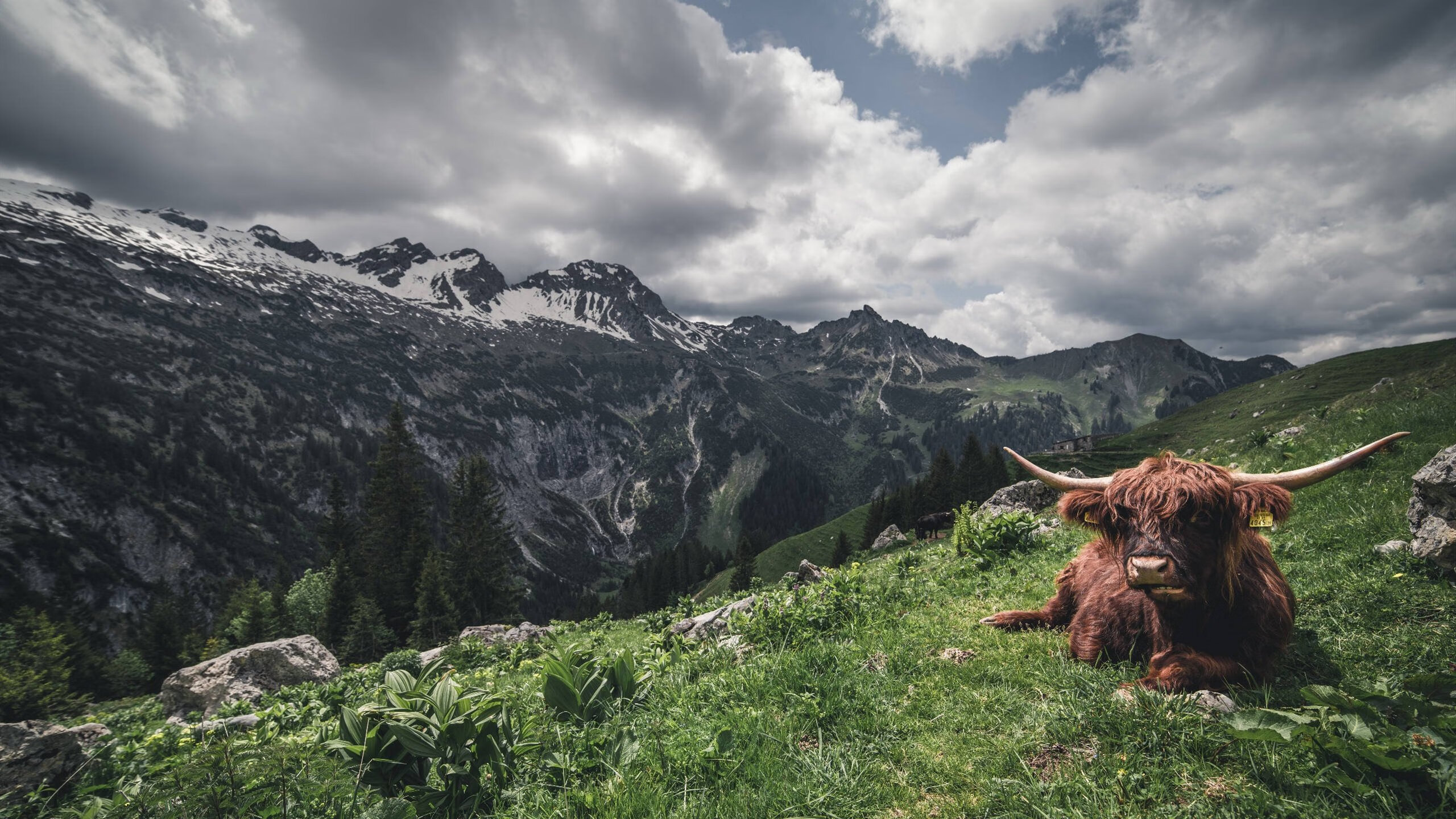 女子排球联赛积分榜形势突变，女子排球联赛排名